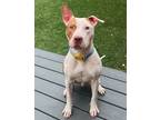 Adopt Bones a Pit Bull Terrier