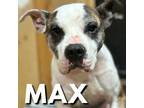 Adopt Max a Pit Bull Terrier