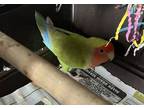 Adopt Tuddy a Lovebird