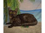 Adopt Prima a Domestic Short Hair