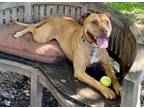 Adopt MARY a Pit Bull Terrier