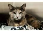 Adopt FLICK a Domestic Short Hair