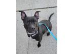 Adopt Flipper a Pit Bull Terrier