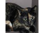 Adopt Angry Bird a Domestic Short Hair