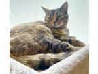 Adopt Elvira a Domestic Short Hair