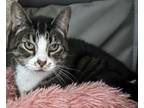 Adopt Oakley a Domestic Short Hair