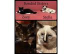 Adopt Zoey and Stella a Domestic Short Hair