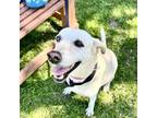 Adopt Pixie Pie a Labrador Retriever