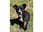 Adopt Amber a Terrier, Mixed Breed