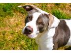 Adopt Lacy a American Staffordshire Terrier
