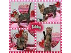 Adopt Tabby a American Shorthair