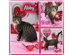 Adopt Abby a American Shorthair