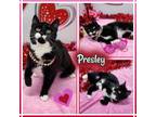 Adopt Presley a Domestic Short Hair