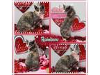 Adopt Rainbow a Dilute Tortoiseshell