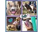 Adopt Bella a Pit Bull Terrier