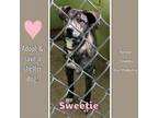 Adopt Sweetie a Mountain Cur, Husky