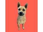 Adopt Myx a Akita