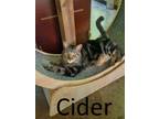 Adopt Cider a Tabby, Domestic Medium Hair