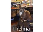 Adopt Thelma a Domestic Short Hair