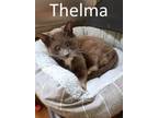 Adopt Thelma a Domestic Short Hair