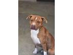 Adopt Bentely a American Staffordshire Terrier, Pit Bull Terrier