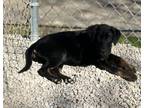 Adopt Olive a Labrador Retriever