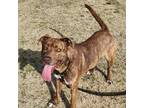 Adopt Brownie a Mountain Cur