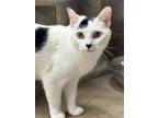 Adopt Moo a Domestic Short Hair