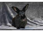 Adopt REMI a Bunny Rabbit