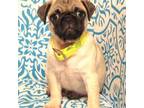 Pug Puppy for sale in Hutto, TX, USA