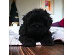 Shih-Poo Puppy for sale in Frederick, MD, USA