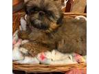 Shih Tzu Puppy for sale in Bridgeton, NJ, USA