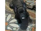 French Bulldog Puppy for sale in Starke, FL, USA