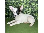 Adopt Jesse a Australian Cattle Dog / Blue Heeler