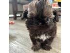 Shih Tzu Puppy for sale in Las Vegas, NV, USA