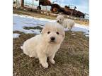 Maremma Sheepdog Puppy for sale in Las Vegas, NV, USA