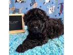 Bichon Frise Puppy for sale in Lyndonville, NY, USA