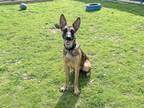 Adopt DULCE a German Shepherd Dog