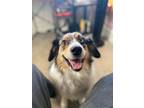 Adopt Myla a Australian Shepherd