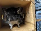 Adopt Summer a Chinchilla