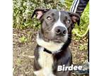 Adopt BIRDEE a Border Collie, Australian Cattle Dog / Blue Heeler