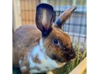 Adopt Monterey a Bunny Rabbit