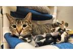 Adopt Callie a Tabby