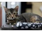 Adopt Isabella a Abyssinian, Tabby