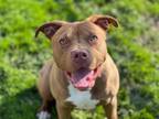 Adopt JAZZY a Pit Bull Terrier