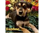 Adopt Daphne a Husky, German Shepherd Dog