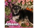Adopt Athena a Husky, German Shepherd Dog