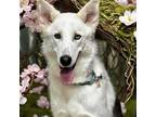 Adopt McKinley a Husky