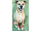 Adopt Callie a Catahoula Leopard Dog, Black Mouth Cur