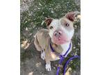 Adopt CHATTER BOX a Pit Bull Terrier